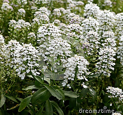 Bitter candytuft, Iberis amara Stock Photo