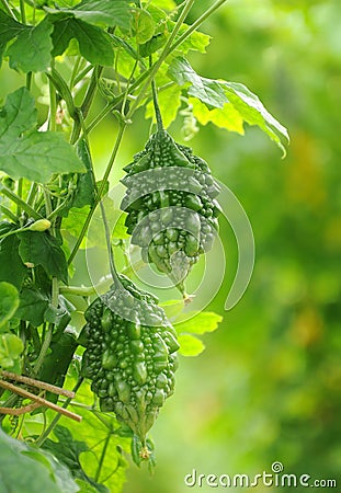 Bitter gourd Stock Photo