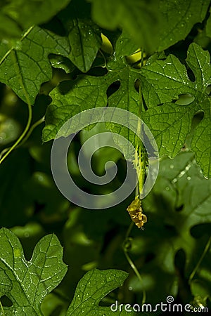 Bitter gourd is a biennial plant that is grown and easy to use, low-cost care Stock Photo