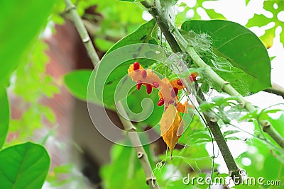 Bitter gourd is a biennial plant that is grown and easy to use, low-cost care. Stock Photo