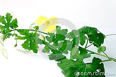 Bitter gourd with leaves on white background Stock Photo