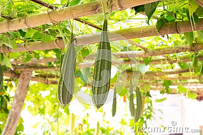 Bitter gourd plants in a farm Stock Photo