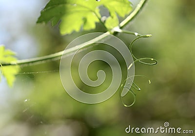 Bitter gourd tangled roots and bokhe background Stock Photo