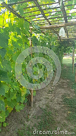 Bitter gourd or vegetable parr, which has been harvested 2 times, is a fertile plant in barren land Stock Photo