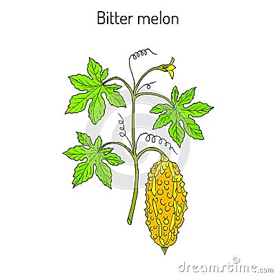 Bitter melon, or balsam-pear Momordica charantia Vector Illustration