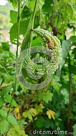 Bitter melon has a unique shape, namely curved into a circle Stock Photo