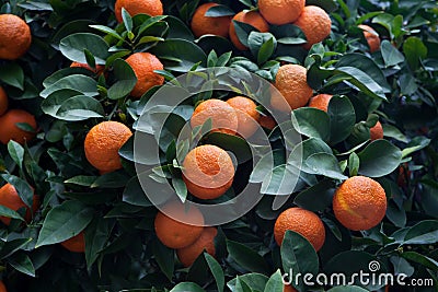 Bitter orange tree Citrus aurantium Stock Photo