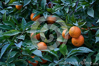 Bitter orange tree Citrus aurantium Stock Photo