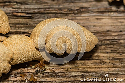 Bitter Oyster Fungus - Panellus stipticus Stock Photo