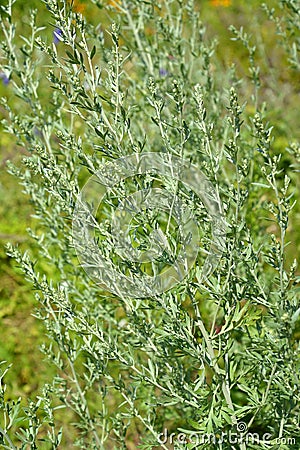 Bitter wormwood Artemisia absinthium L.. Flowering plant Stock Photo