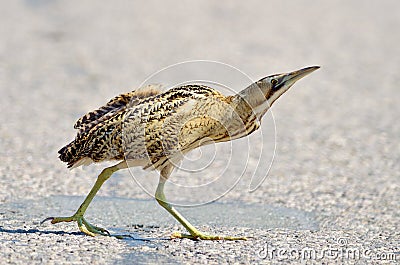 Bittern outdoor (botaurus stellaris) Stock Photo