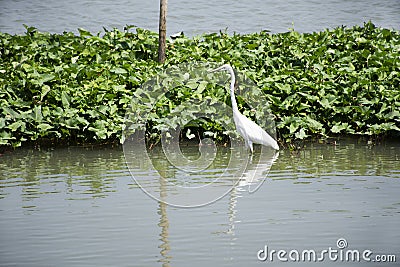 Bittern white bird or Egret birds flying and looking food in Chao Phraya river at outdoor of Wat Ku or Phra Nang Rua Lom temple at Stock Photo