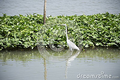 Bittern white bird or Egret birds flying and looking food in Chao Phraya river at outdoor of Wat Ku or Phra Nang Rua Lom temple at Stock Photo