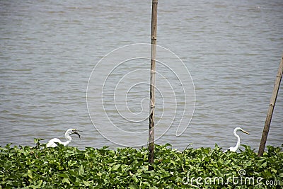 Bittern white bird or Egret birds flying and looking food in Chao Phraya river at outdoor of Wat Ku or Phra Nang Rua Lom temple at Stock Photo