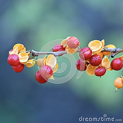 Bittersweet Berries Stock Photo