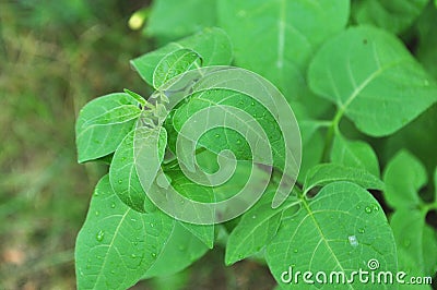 Bittersweet Solanum dulcamara garden weed Stock Photo