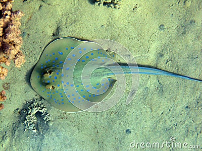 Biuespotted stingray and partner goby fishes 2114 Stock Photo