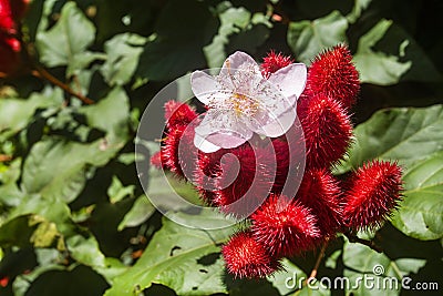 Bixa orellana - Achiote plant with flower in the garden Stock Photo