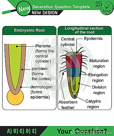 Biology - Lecture notes, plant physiology Stock Photo