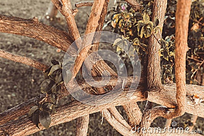 Bizarre interlacing of the branches of the southern tree. Select Stock Photo