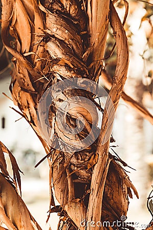 Bizarre interlacing of the branches of the southern tree. Select Stock Photo