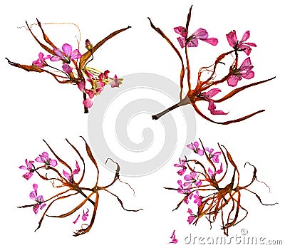 Bizarre lily petals and pressed geranium Stock Photo