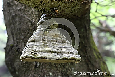 Bizarre polypore on the branch of an old beech tree Stock Photo