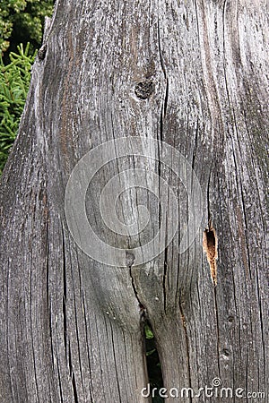 Bizarrely shaped tree trunk looking like a naked woman Stock Photo