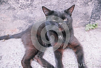 Black adult stray cat lying at the end of the day, on the narrow sidewalk of an old street Stock Photo