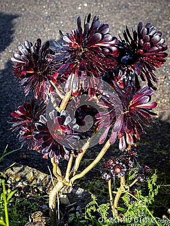 black Aeonium arboreum 'Zwartkop' (Black Rose) with blurred backgrounf Stock Photo