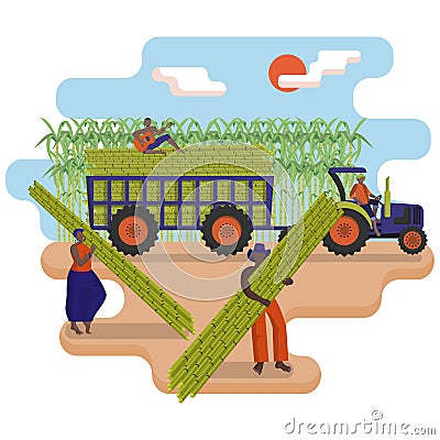 Black agricultural workers are picking a sugarcane in the field. Tractor with a trailer loaded with sugarcane Vector Illustration