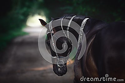 Black akhal-teke horse with white line on forehead with turkmen bridle and collars Stock Photo