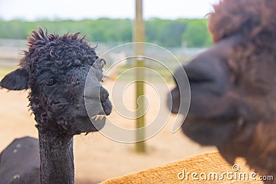 Black alpaca looking at brown alpaca Stock Photo