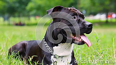 79+ Black American Staffordshire Terrier Pitbull