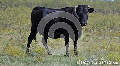 Black Angus with Broken Horn Stock Photo