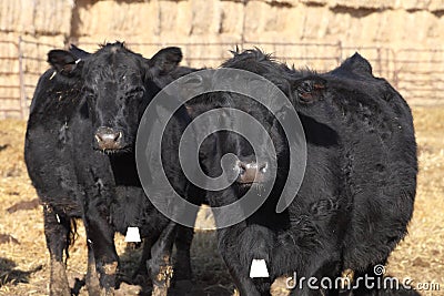 Cattle in an Idaho feedlot. Editorial Stock Photo