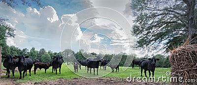 A herd of black Angus cattle in a pasture with fluffy white clouds Stock Photo