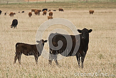 Black Angus Cow with Calf Stock Photo