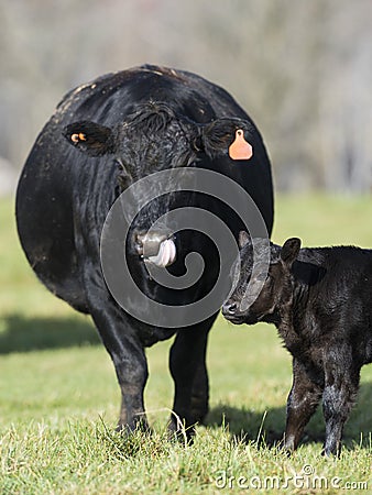 Black Angus Cow and calf Stock Photo