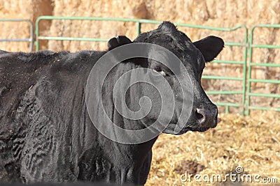 A black angus cow at a feedlot. Stock Photo