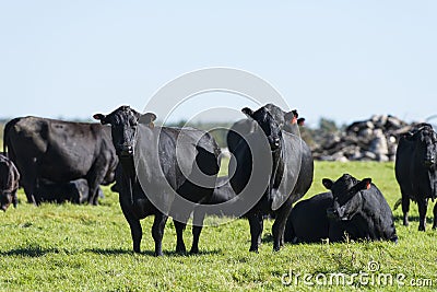 Black Angus Cows Stock Photo