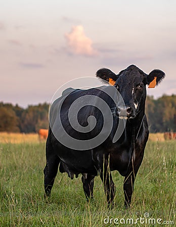 Black Angus crossbred cow portrait at dusk Stock Photo