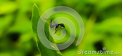 black ant on leaf image black ants green leaves plant in india village garden ant image Stock Photo