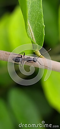 black ant on leaf image black ants green leaves plant in india village garden ant image Stock Photo