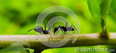 black ant on leaf image black ants green leaves plant in india village garden ant image Stock Photo