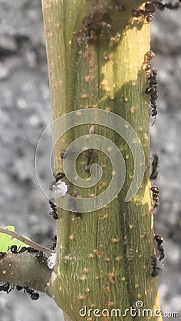 Black ant pick up sustenance Stock Photo