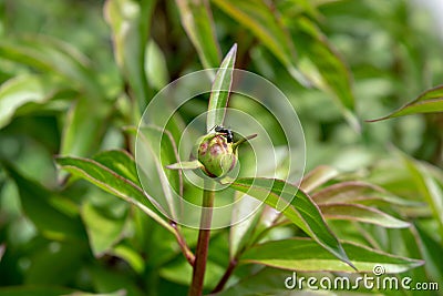 A black ant working on opening up a peony bud Stock Photo