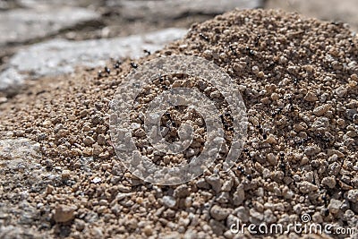 Black ants building their nest in a street. Worker ants carrying tiny stones. Stock Photo