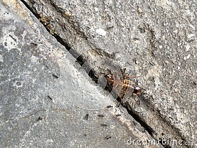 Black ants carry the dead cockroach Stock Photo