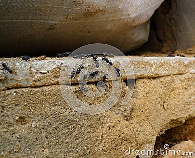 Black ants busy in meeting on a big tree root. thousands of black ants on stony ground Stock Photo